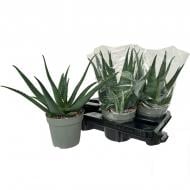 Рослина Алое 14х30 Vera Рослина Алое 14х30 Vera