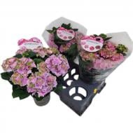 Растение Гортензия 15х35 Rembrandt фиолетовая