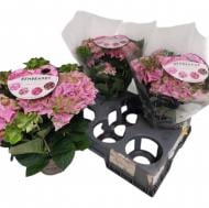 Растение Гортензия 15х40 Rembrandt розовая