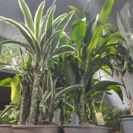 Рослина Драцена 17х55-65 Fragrans 2 стовбури мікс