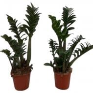 Растение Замиокулькас 14х55 Zenzi