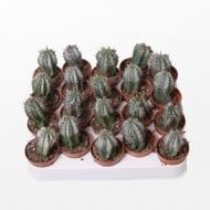 Рослина Кактус 05х08 Euphorbia Horrida Рослина Кактус 05х08 Euphorbia Horrida