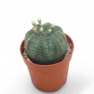 Рослина Кактус 05х08 Euphorbia Obesa Рослина Кактус 05х08 Euphorbia Obesa