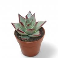 Рослина Ехеверія 08х10 Dark Line Рослина Ехеверія 08х10 Dark Line