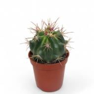 Рослина Кактус 05х08 Ferocactus Stainesii Рослина Кактус 05х08 Ferocactus Stainesii