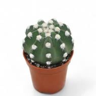 Рослина Кактус 06х08 Echinopsis Subdenudata Рослина Кактус 06х08 Echinopsis Subdenudata