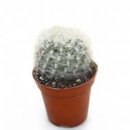 Рослина Кактус 05х10 Neoporteria Senillis Рослина Кактус 05х10 Neoporteria Senillis