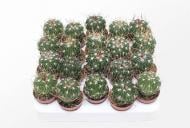 Рослина Кактус 06х12 Echinofossulocactus Multicostatus Рослина Кактус 06х12 Echinofossulocactus Multicostatus