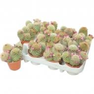 Рослина Кактус 08х12 Mammillaria Ernestii Рослина Кактус 08х12 Mammillaria Ernestii