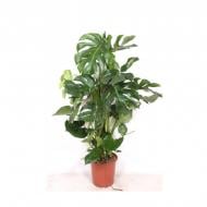 Растение Монстера 27х120 Deliciosa