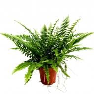 Растение Нефролепис 8х20 Green Lady