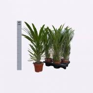 Растение Пахиподиум 14х60