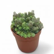 Рослина Сукулент 05х08 Monanthes Muralis Рослина Сукулент 05х08 Monanthes Muralis