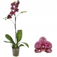 Растение Фаленопсис (орхидея) 12х60 1 ствол Wildcat (Piko)