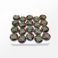 Рослина Сукулент 06х08 Faucaria Monstruoza Рослина Сукулент 06х08 Faucaria Monstruoza