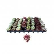 Рослина Семпервівум 06х8 мікс Рослина Семпервівум 06х8 мікс