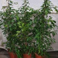 Растение Фикус бенджамина 27х150 Exotica (куст)