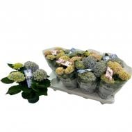 Растение Гортензия 10х25 Magical Revolution микс