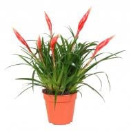 Растение Вриезия 12х35 красная Astrid Растение Вриезия 12х35 красная Astrid