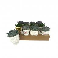 Рослина Ехеверія 09х10 мікс у декоративному кашпо Рослина Ехеверія 09х10 мікс у декоративному кашпо