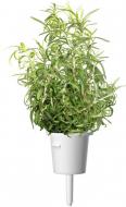 Сменный картридж Smart Garden розмарин пластик прозрачный (8936) Click and Grow