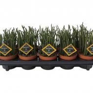 Рослина Крассула 10х12 Harmony In Green Рослина Крассула 10х12 Harmony In Green