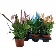 Растение Спатифиллум 13х40 крашеный микс