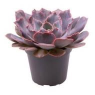 Рослина Ехеверія 06х08 Shaviana Pink Frills Рослина Ехеверія 06х08 Shaviana Pink Frills