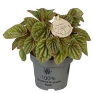 Растение Пеперомия 12х20 Caperata Quito Lime