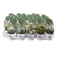 Рослина Кактус 06х10 мікс у додатковому пакуванні Рослина Кактус 06х10 мікс у додатковому пакуванні