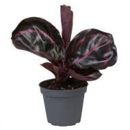 Растение Калатея 06х15 Dottie