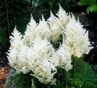 Рослина декоративна Сад Вашої Мрії Астильба японська Deutschland