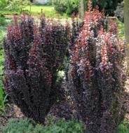 Саженец Сад Вашей Мечты Барбарис Tунберга Red Rocket Н40-60