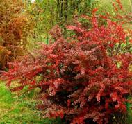 Саженец Сад Вашей Мечты Барбарис Тунберга Golden Ring Н20-30