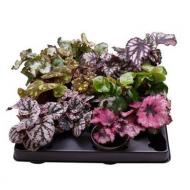 Растение Бегония 06х11 Рекс микс