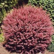 Саженец Сад Вашей Мечты Барбарис Тунберга Pink Queеn Н15-20