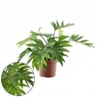 Растение Филодендрон 19х55 Mayoi