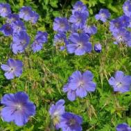 Рослина декоративна Сад Вашої Мрії Герань гімалайська Baby Blue