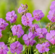 Рослина декоративна Сад Вашої Мрії Герань кембріджська Cambridge