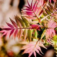 Саджанець Сад Вашої Мрії Горобник горобинний Sem С3