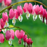 Рослина декоративна Сад Вашої Мрії Діцентра велична