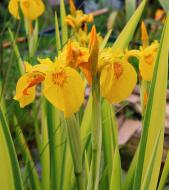 Рослина декоративна Сад Вашої Мрії Ірис болотний Variegata (С3)