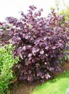 Саженец Сад Вашей Мечты Фундук большой Rouge de Zeller