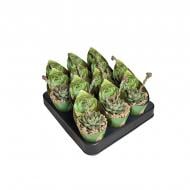 Рослина Ехеверія 06х08 Fabiola Рослина Ехеверія 06х08 Fabiola