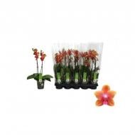 Растение Фаленопсис (орхидея) 12х50 2 ствола Bolgheri (Green Balanz)