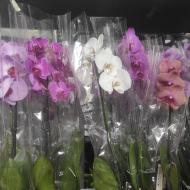 Растение Фаленопсис (орхидея) 12х70 1 ствол микс А2 (Ter Laak Orchids)