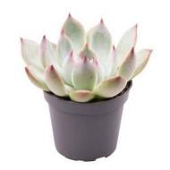 Рослина Ехеверія 06х08 Parva Рослина Ехеверія 06х08 Parva