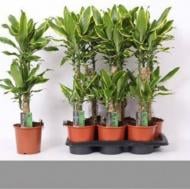 Растение Драцена фрагранс 17х75 Gold Coast 2 ствола