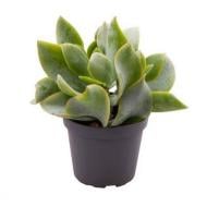 Рослина Крассула 06х08 Arborescens Curly Рослина Крассула 06х08 Arborescens Curly