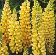 Рослина Сад Вашої Мрії Люпин Chandelier (С3)